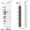 Innate Immunity Activator antibody, PA5-55635, Invitrogen Antibodies, Western Blot image 