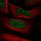 PHD finger-like domain-containing protein 5A antibody, HPA028885, Atlas Antibodies, Immunofluorescence image 
