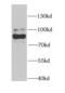 Cysteinyl-tRNA synthetase, cytoplasmic antibody, FNab01277, FineTest, Western Blot image 