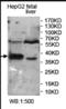 Solute Carrier Family 35 Member B4 antibody, orb155294, Biorbyt, Western Blot image 