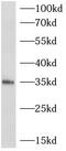C-X-C motif chemokine 16 antibody, FNab02096, FineTest, Western Blot image 