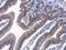 Angio-associated migratory cell protein antibody, GTX119410, GeneTex, Immunohistochemistry paraffin image 