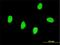 RNA-binding motif, single-stranded-interacting protein 2 antibody, H00005939-M01, Novus Biologicals, Immunofluorescence image 