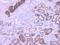 Napsin-A antibody, BSH-2002-100, Petra Hansson, Immunohistochemistry frozen image 