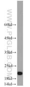Diablo homolog, mitochondrial antibody, 10434-1-AP, Proteintech Group, Western Blot image 