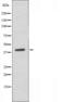 Pentraxin-related protein PTX3 antibody, orb225693, Biorbyt, Western Blot image 