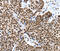 hK7 antibody, MBS2524477, MyBioSource, Immunohistochemistry frozen image 