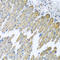 NADH:Ubiquinone Oxidoreductase Subunit B10 antibody, A11886-2, Boster Biological Technology, Immunohistochemistry frozen image 
