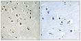 Ankyrin Repeat Domain 20 Family Member A3 antibody, abx014192, Abbexa, Western Blot image 