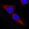 Wnt Family Member 16 antibody, MAB7790, R&D Systems, Immunocytochemistry image 