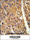 Cytochrome P450 Family 3 Subfamily A Member 5 antibody, 63-210, ProSci, Immunohistochemistry paraffin image 