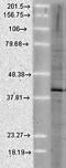 AHSA1 antibody, orb67361, Biorbyt, Western Blot image 