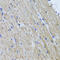 Hyaluronidase 1 antibody, 22-360, ProSci, Immunohistochemistry frozen image 