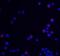 Ubiquitin Associated Protein 2 Like antibody, 8371, ProSci, Immunofluorescence image 