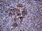 Paraoxonase 3 antibody, LS-C794040, Lifespan Biosciences, Immunohistochemistry paraffin image 