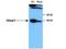 Cyclin T2 antibody, NBP1-77746, Novus Biologicals, Western Blot image 