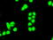 Small RNA Binding Exonuclease Protection Factor La antibody, GTX83560, GeneTex, Immunocytochemistry image 