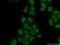 Protein Inhibitor Of Activated STAT 4 antibody, 18469-1-AP, Proteintech Group, Immunofluorescence image 