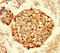 Heterogeneous Nuclear Ribonucleoprotein A2/B1 antibody, LS-C318939, Lifespan Biosciences, Immunohistochemistry paraffin image 