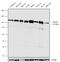 Jumonji And AT-Rich Interaction Domain Containing 2 antibody, 711445, Invitrogen Antibodies, Western Blot image 