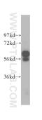 Dihydropyrimidinase Like 5 antibody, 10525-1-AP, Proteintech Group, Western Blot image 