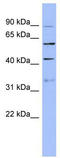 Pre-MRNA Processing Factor 4 antibody, TA345893, Origene, Western Blot image 