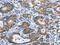 Integrin Binding Sialoprotein antibody, CSB-PA128816, Cusabio, Immunohistochemistry frozen image 