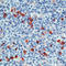 Heat Shock Protein 90 Beta Family Member 1 antibody, LS-C88848, Lifespan Biosciences, Immunohistochemistry frozen image 