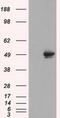 CUGBP Elav-Like Family Member 1 antibody, MA5-25053, Invitrogen Antibodies, Western Blot image 