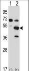 PX domain-containing protein kinase-like protein antibody, LS-B11897, Lifespan Biosciences, Western Blot image 