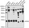 Methenyltetrahydrofolate Synthetase antibody, A09797, Boster Biological Technology, Western Blot image 