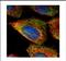 Esterase D antibody, NBP2-16374, Novus Biologicals, Immunocytochemistry image 