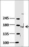 BAX antibody, orb312174, Biorbyt, Western Blot image 