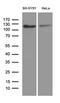 Amyloid beta A4 precursor protein-binding family B member 1 antibody, LS-C792685, Lifespan Biosciences, Western Blot image 