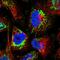 ATP Synthase Peripheral Stalk Subunit D antibody, HPA042777, Atlas Antibodies, Immunofluorescence image 