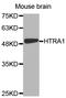 HtrA Serine Peptidase 1 antibody, STJ24110, St John
