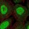 Zinc Finger Protein 497 antibody, NBP2-13576, Novus Biologicals, Immunofluorescence image 