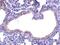 Secretory Leukocyte Peptidase Inhibitor antibody, NBP1-76803, Novus Biologicals, Immunohistochemistry paraffin image 