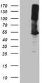 Argininosuccinate Synthase 1 antibody, TA809119, Origene, Western Blot image 