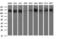 Rap Guanine Nucleotide Exchange Factor 1 antibody, LS-C797749, Lifespan Biosciences, Western Blot image 