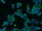 Synaptophysin antibody, 17785-1-AP, Proteintech Group, Immunofluorescence image 