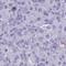 Leucine Rich Repeat Containing 10B antibody, HPA047619, Atlas Antibodies, Immunohistochemistry frozen image 