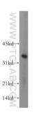 3-hydroxyisobutyrate dehydrogenase, mitochondrial antibody, 13466-1-AP, Proteintech Group, Western Blot image 