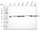 Claudin 2 antibody, A03033-2, Boster Biological Technology, Western Blot image 