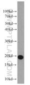 Down-Regulator Of Transcription 1 antibody, 10406-1-AP, Proteintech Group, Western Blot image 