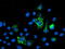 NGG1 Interacting Factor 3 Like 1 antibody, TA503712, Origene, Immunofluorescence image 