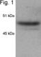 Histone Deacetylase 3 antibody, PA1-862, Invitrogen Antibodies, Western Blot image 