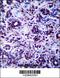 DEAH-Box Helicase 32 (Putative) antibody, 57-131, ProSci, Immunohistochemistry frozen image 