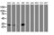 Nicotinamide N-Methyltransferase antibody, LS-C172741, Lifespan Biosciences, Western Blot image 