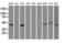 Keratin 19 antibody, LS-B11218, Lifespan Biosciences, Western Blot image 